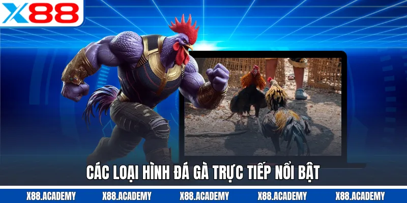 Các loại hình đá gà trực tiếp nổi bật